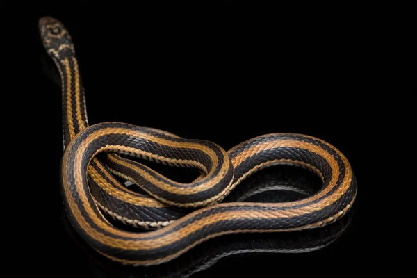 Полосатый Килбек Xenochrophis Vittatus Является Видом Змеи Найденной Основном Индонезии — стоковое фото