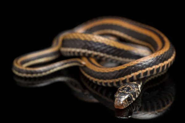 縞模様のケレバック クセノクロフィス ビタタスは 主に黒の背景に孤立したインドネシアで発見されたヘビの種です — ストック写真