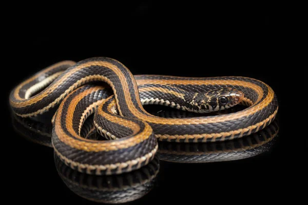 Xenochrophis Vittatus Uma Espécie Serpente Encontrada Principalmente Indonésia Isolada Sobre — Fotografia de Stock