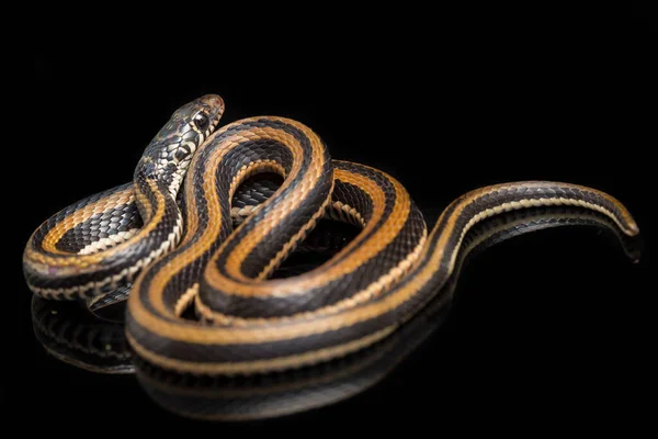Der Gestreifte Kielrücken Xenochrophis Vittatus Ist Eine Schlangenart Die Hauptsächlich — Stockfoto