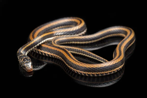 Dorso Chiglia Striato Xenochrophis Vittatus Una Specie Serpente Trovata Principalmente — Foto Stock