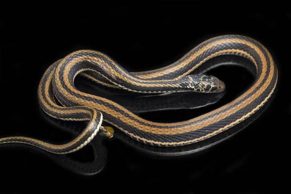 Den Randiga Keelback Xenochrophis Vittatus Art Orm Finns Främst Indonesien — Stockfoto