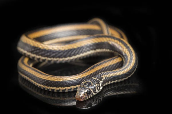 条纹龙骨龙 Xenochrophis Vittatus 是一种主要生活在印度尼西亚的蛇 其背景为黑色 — 图库照片