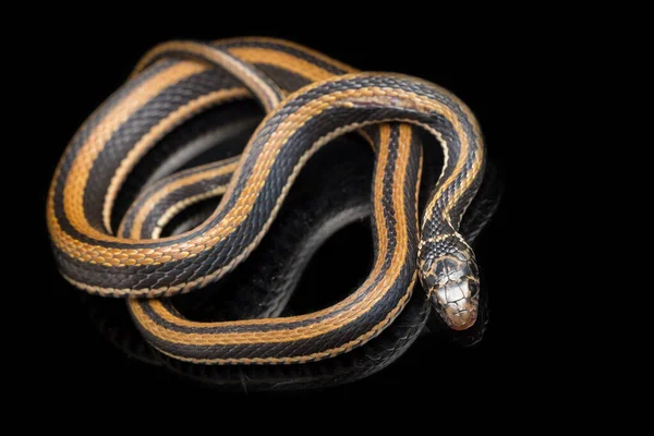 縞模様のケレバック クセノクロフィス ビタタスは 主に黒の背景に孤立したインドネシアで発見されたヘビの種です — ストック写真