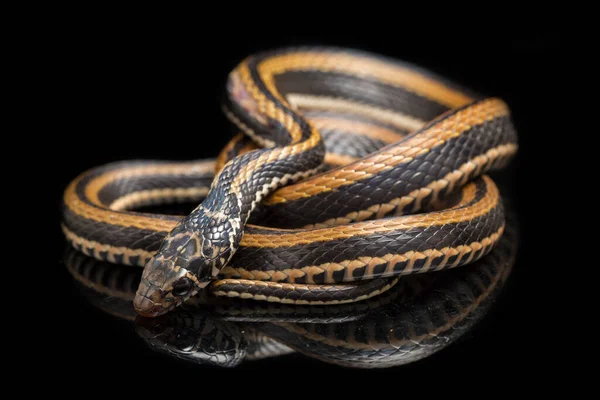 Xenochrophis Vittatus Вид Змій Поширений Переважно Індонезії Ізольованих Чорному Тлі — стокове фото
