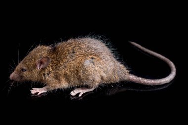 Kahverengi Sıçan Rattus çıngıraklı yılanı siyah arka planda izole edildi