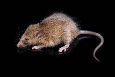 Kahverengi Sıçan Rattus çıngıraklı yılanı siyah arka planda izole edildi