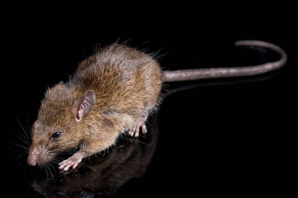 Крысиный Крыса Крыса Крыса Изолированы Черном Фоне — стоковое фото