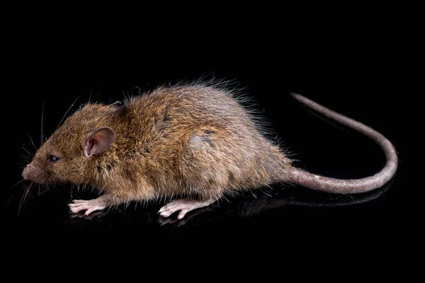 Brown Rat Rattus Rattus Geïsoleerd Zwarte Achtergrond — Stockfoto