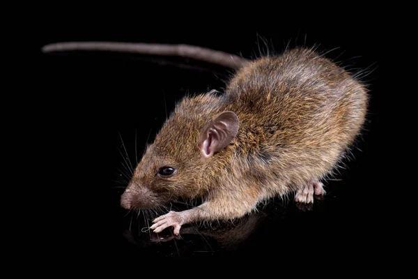 Brown Rat Rattus Rattus Geïsoleerd Zwarte Achtergrond — Stockfoto