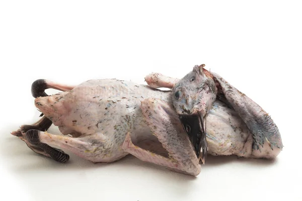 Raw Fresh Indian Runner Duck Isoliert Auf Weißem Hintergrund — Stockfoto