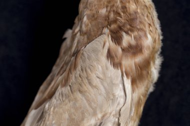 Indian Runner Duck, Anas platyrhynchos domesticus, siyah arka planda izole edilmiş.