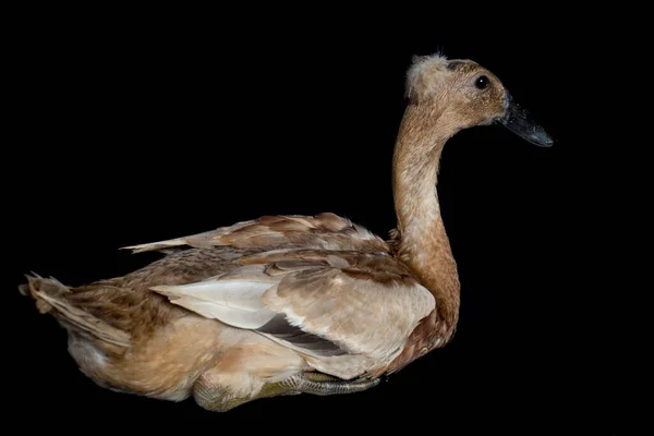 Canard Coureur Indien Anas Platyrhynchos Domesticus Isolé Sur Fond Noir — Photo