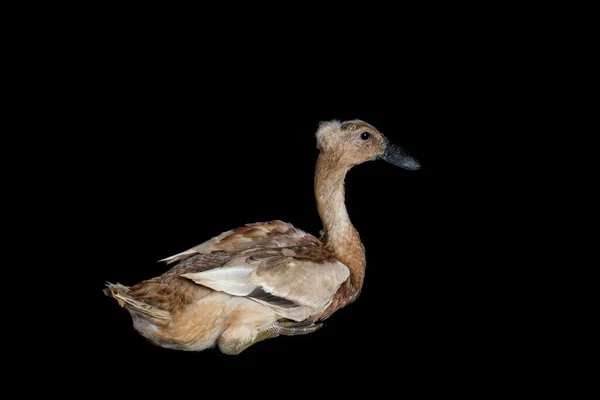 Canard Coureur Indien Anas Platyrhynchos Domesticus Isolé Sur Fond Noir — Photo