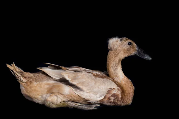 Pato Corredor Indio Anas Platyrhynchos Domesticus Aislado Sobre Fondo Negro —  Fotos de Stock