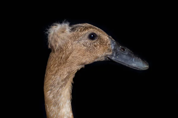 Canard Coureur Indien Anas Platyrhynchos Domesticus Isolé Sur Fond Noir — Photo