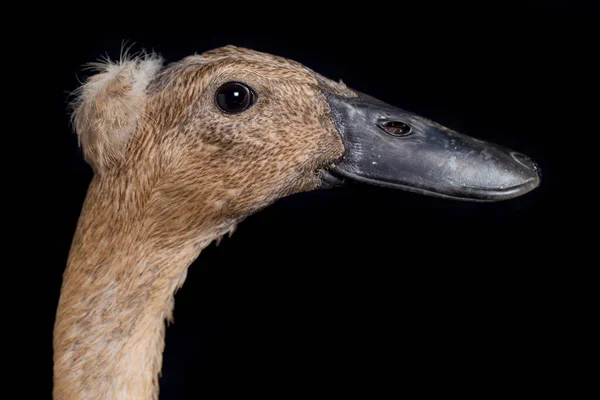 Indian Runner Duck Anas Platyrhynchos Domesticus Isolated Black Background — Stock Photo, Image