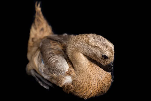 Indiai Futó Kacsa Anas Platyrhynchos Domesticus Elszigetelt Fekete Alapon — Stock Fotó