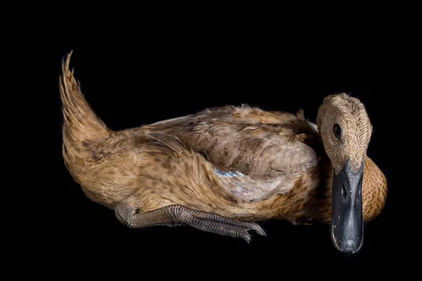 Pato Corredor Indio Anas Platyrhynchos Domesticus Aislado Sobre Fondo Negro —  Fotos de Stock