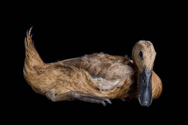 Pato Corredor Indio Anas Platyrhynchos Domesticus Aislado Sobre Fondo Negro —  Fotos de Stock