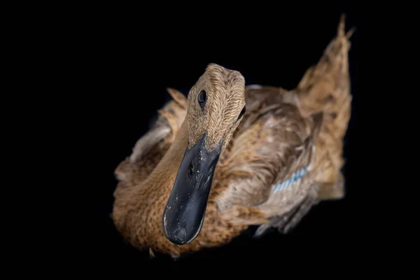 Индийский Бегун Утка Anas Platyrhynchos Domesticus Изолирован Черном Фоне — стоковое фото