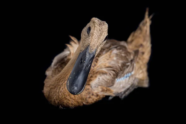 Indian Runner Duck Anas Platyrhynchos Domesticus Isolerad Svart Bakgrund — Stockfoto