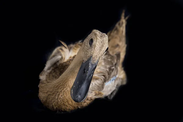 Pato Corredor Indio Anas Platyrhynchos Domesticus Aislado Sobre Fondo Negro —  Fotos de Stock