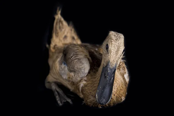 Indian Runner Duck Anas Platyrhynchos Domesticus Izolowany Czarnym Tle — Zdjęcie stockowe