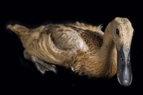 Indian Runner Duck Anas Platyrhynchos Domesticus Izolowany Czarnym Tle — Zdjęcie stockowe