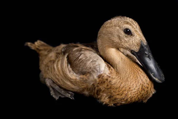 Indian Runner Duck Anas Platyrhynchos Domesticus Isolerad Svart Bakgrund — Stockfoto