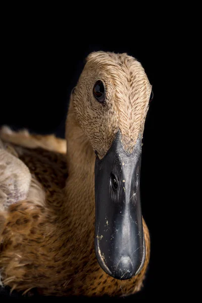 Canard Coureur Indien Anas Platyrhynchos Domesticus Isolé Sur Fond Noir — Photo