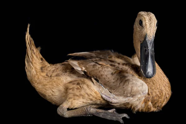 Indian Runner Duck, Anas platyrhynchos domesticus, siyah arka planda izole edilmiş.