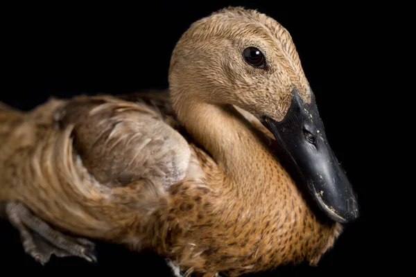 Indiánský Běžec Duck Anas Platyrhynchos Domesticus Izolované Černém Pozadí — Stock fotografie