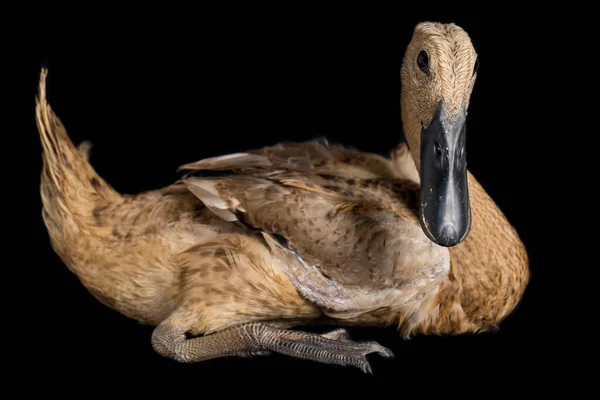 Indian Runner Duck Anas Platyrhynchos Domticus Isolated Black Background — 스톡 사진
