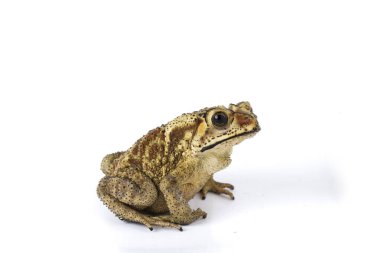 Beyaz zemin üzerinde izole edilmiş Asya ortak kurbağası (Duttaphrynus melanostictus)