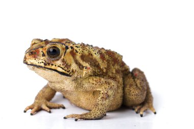 Beyaz zemin üzerinde izole edilmiş Asya ortak kurbağası (Duttaphrynus melanostictus)