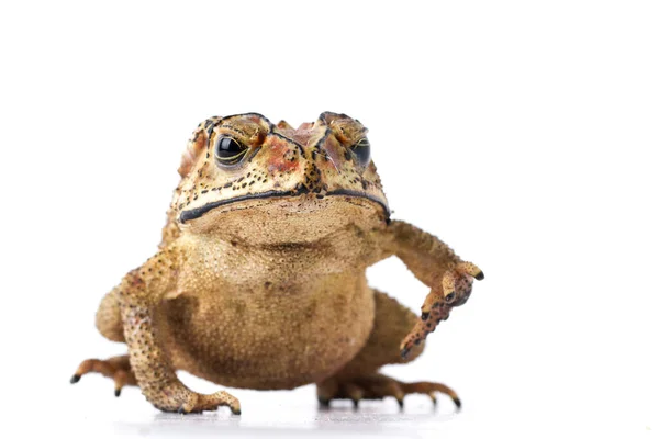 Sapo Comum Asiático Duttaphrynus Melanostictus Isolado Sobre Fundo Branco — Fotografia de Stock