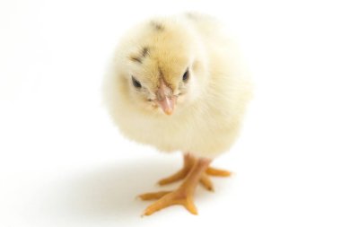 Yeni doğan beyaz sarı Chick Ayam Kampung, Endonezya 'dan bildirilen tavuk cinsidir. 