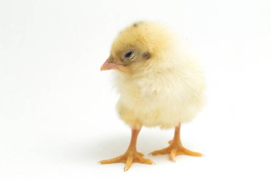 Yeni doğan beyaz sarı Chick Ayam Kampung, Endonezya 'dan bildirilen tavuk cinsidir. 
