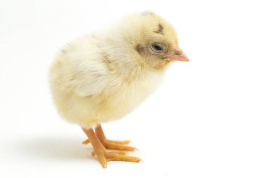 Yeni doğan beyaz sarı Chick Ayam Kampung, Endonezya 'dan bildirilen tavuk cinsidir. 