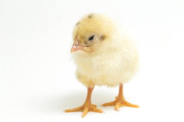 Yeni doğan beyaz sarı Chick Ayam Kampung, Endonezya 'dan bildirilen tavuk cinsidir. 