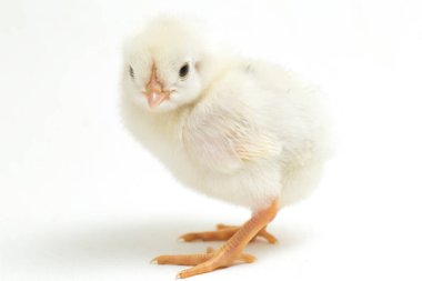 Yeni doğan beyaz sarı Chick Ayam Kampung, Endonezya 'dan bildirilen tavuk cinsidir. 