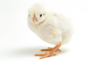 Yeni doğan beyaz sarı Chick Ayam Kampung, Endonezya 'dan bildirilen tavuk cinsidir. 