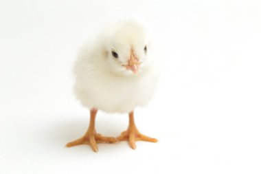 Yeni doğan beyaz sarı Chick Ayam Kampung, Endonezya 'dan bildirilen tavuk cinsidir. 