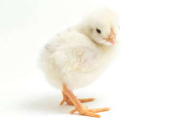 Yeni doğan beyaz sarı Chick Ayam Kampung, Endonezya 'dan bildirilen tavuk cinsidir. 