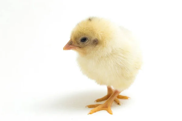 Newborn White Yellow Chick Ayam Kampung Chicken Breed Reported Indonesia — Stock Photo, Image