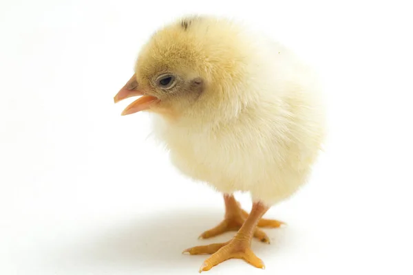 Newborn White Yellow Chick Ayam Kampung Chicken Breed Reported Indonesia — Stock Photo, Image