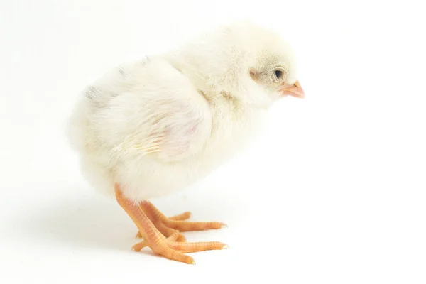 Chick Ayam Kampung Color Amarillo Blanco Recién Nacido Raza Pollo —  Fotos de Stock