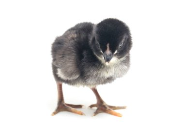 Yeni doğmuş siyah bir Chick Ayam Kampung, Endonezya 'dan bildirilen tavuk cinsidir. 