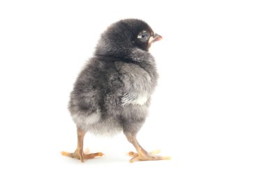 Yeni doğmuş siyah bir Chick Ayam Kampung, Endonezya 'dan bildirilen tavuk cinsidir. 